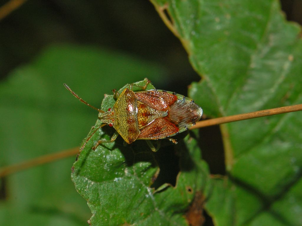 Un pentatomide piccolo ma bello